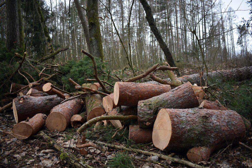 forest, logging, deforestation-6992574.jpg